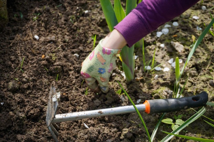 April kitchen garden allotment UK weeding by hand in early season