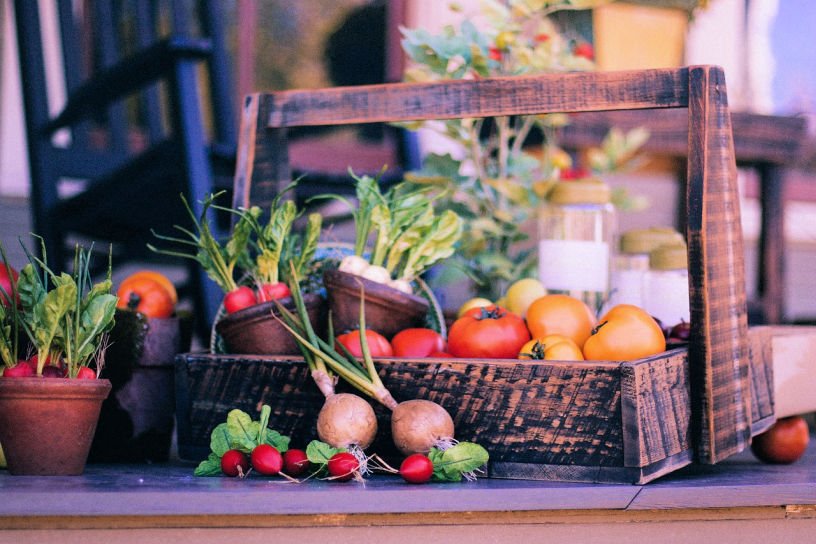 August vegetable harvest pick your crops