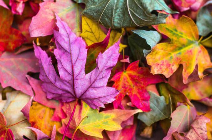 Beautiful fallen Autumn leaves