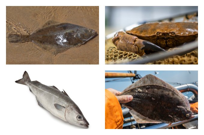 British seasonal fish in June UK seafood in season