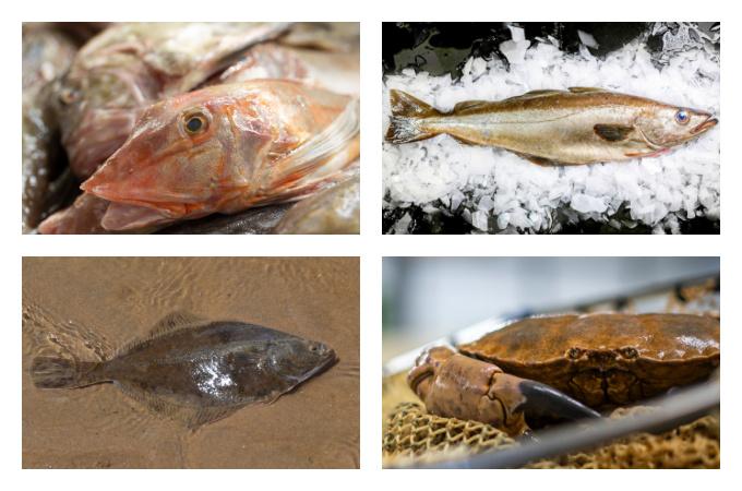 British Seasonal Food in April fish shellfish seafood UK