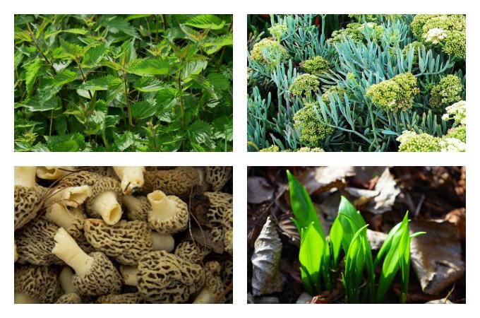 British Seasonal Food in April wild foraged food uk