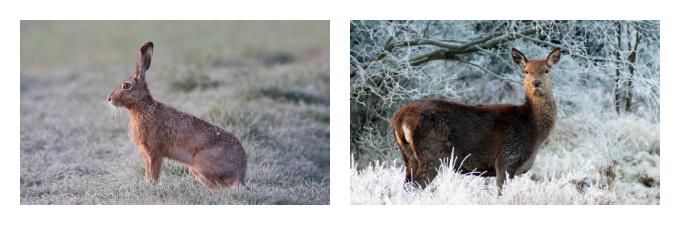 British Seasonal Food in February meat game and poultry UK