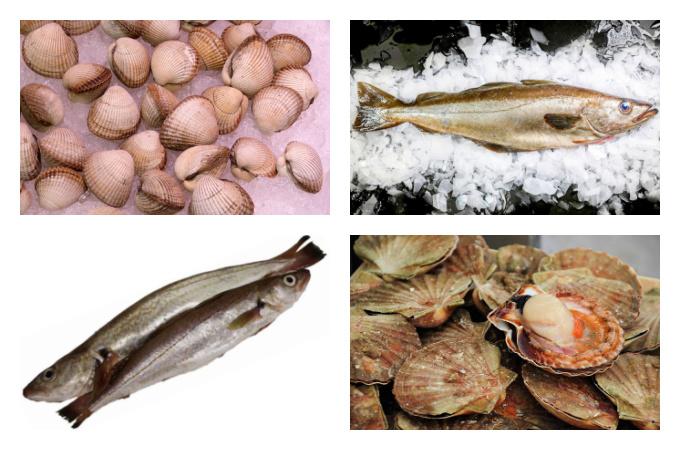 British Seasonal Food in January fish shellfish seafood UK
