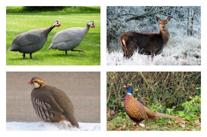 British Seasonal Food in January meat game and poultry UK