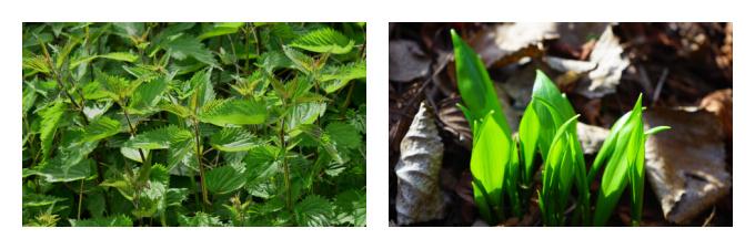 March wild foraged food uk