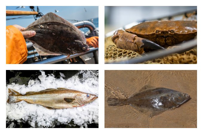 British seasonal food in May fish shellfish and seafood with flounder brown crab pollock and plaice