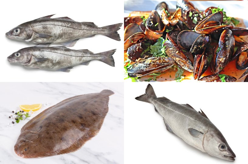 British seasonal food in October fish shellfish seafood in season UK sustainable
