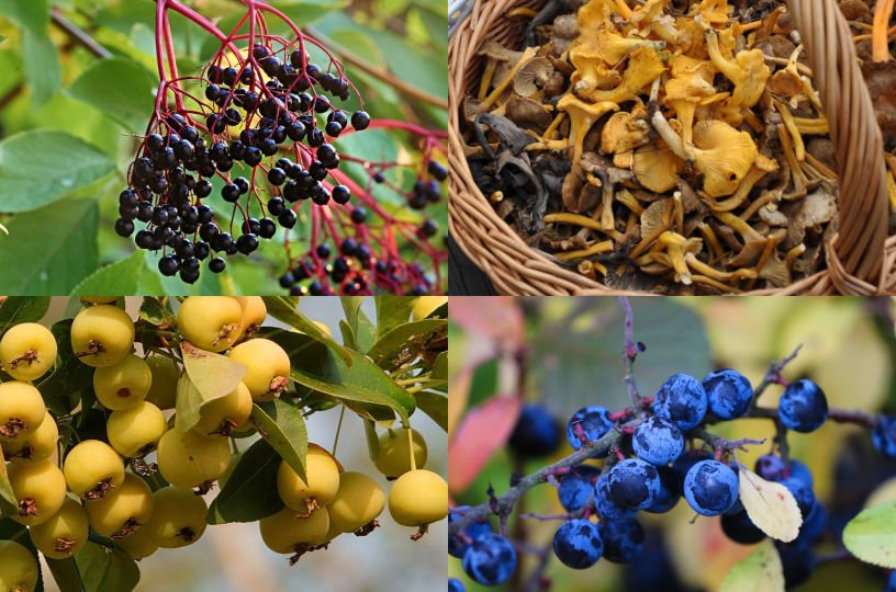 British seasonal food in October foraged ingredients wild food