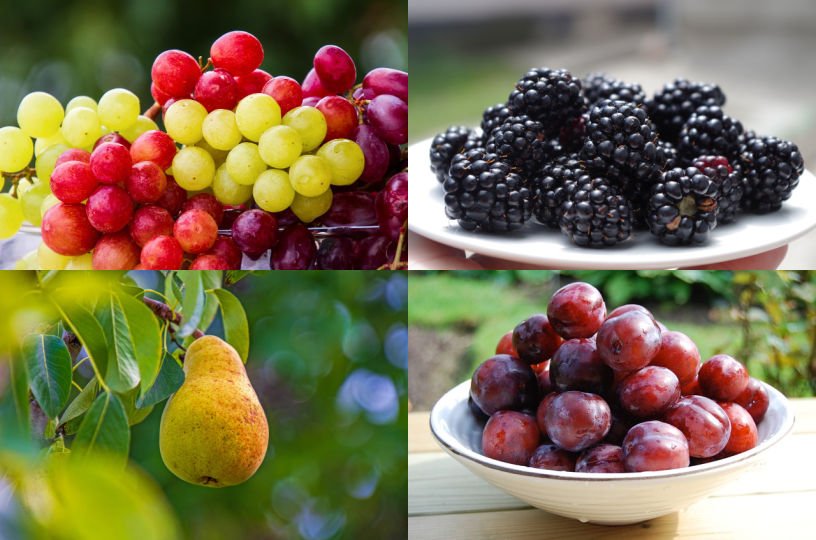 British seasonal food in October fruit