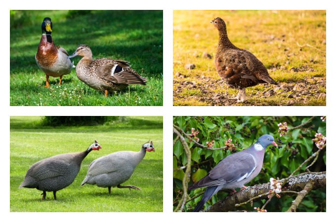 British seasonal food in September meat poultry and game 