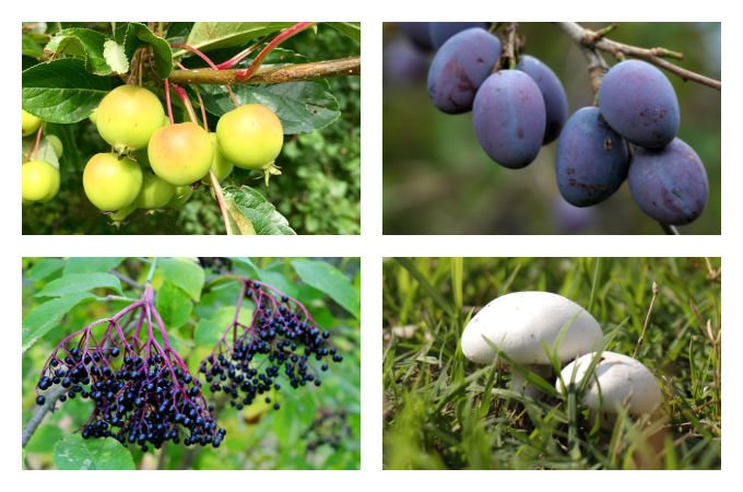 British seasonal food in September wild food foraged ingredients