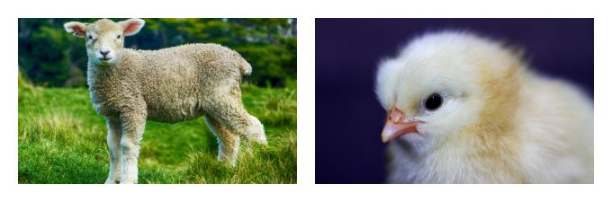 British seasonal meat and poultry in May with new season lamb and poussin 
