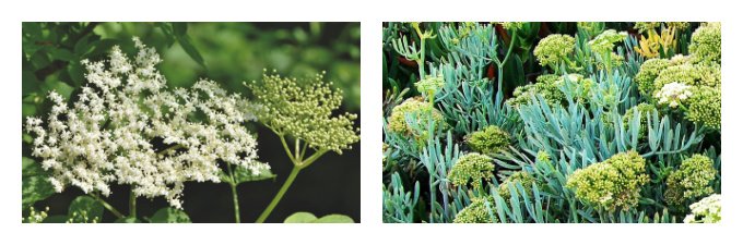 British seasonal foraged ingredients in June UK wild food in season