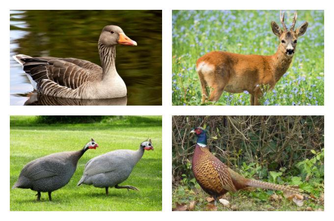 British-seasonal-meat-poultry-and-game-November