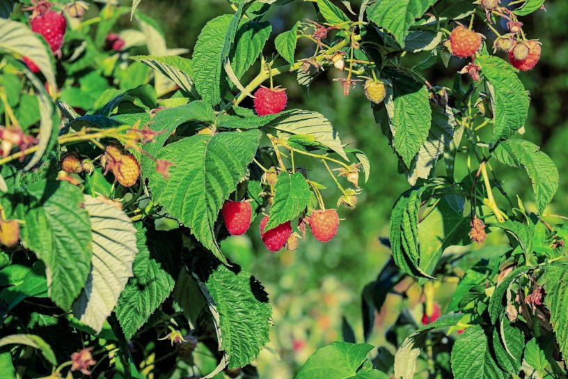 care of raspberry canes in August kitchen garden allotment
