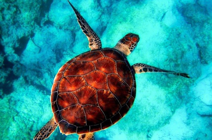 caring about the oceans and the environment