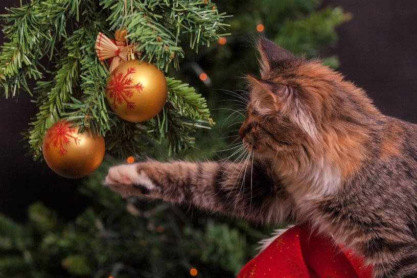 cat with christmas baubles for Christmas Eve prep in December