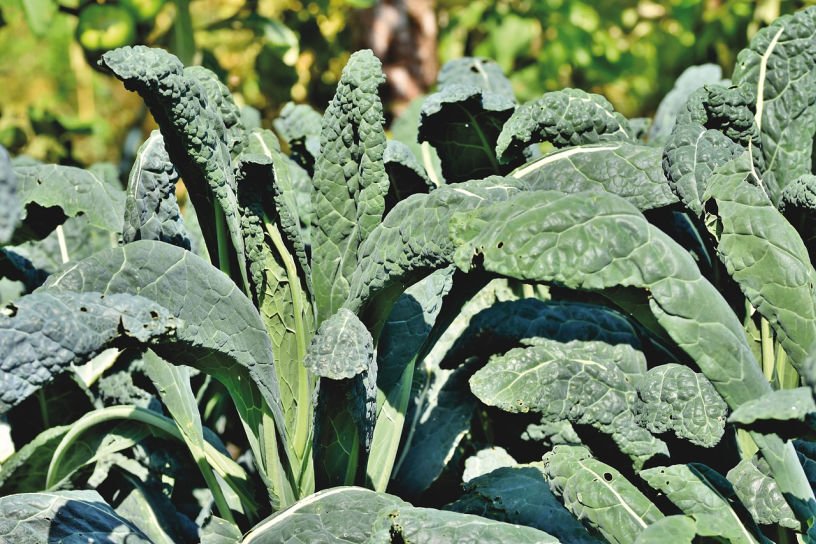 cavolo nero kale September seeds to sow UK