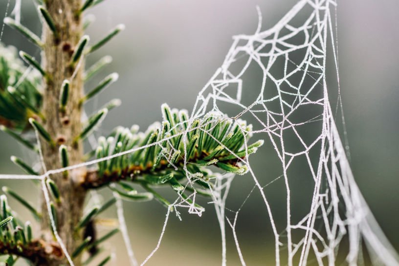 cobweb on fir tree branch with frost