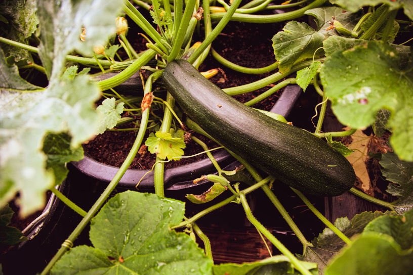 courgette plant in October