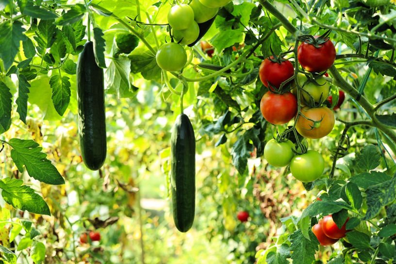cucumber and tomato plants in an August kitchen garden allotment