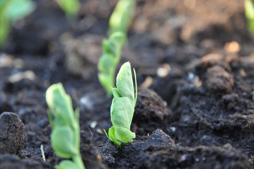 early June pea shoots from direct sowing