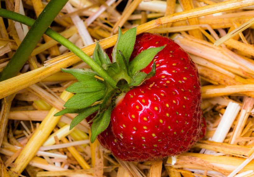 early June strawberry plant with straw under fruits
