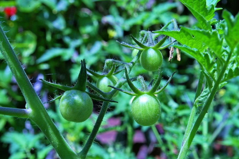 early tomato fruits in June and time to start feeding the plants