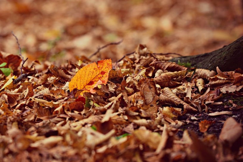 fallen autumn leaves in October