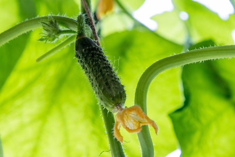 first fruit on a cucumber plant in June behind the female flower