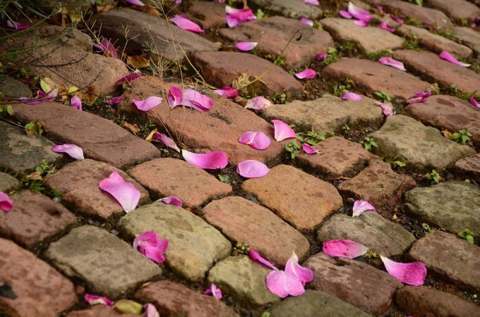 Garden path with fallen magnolia petals and weeds between the stones