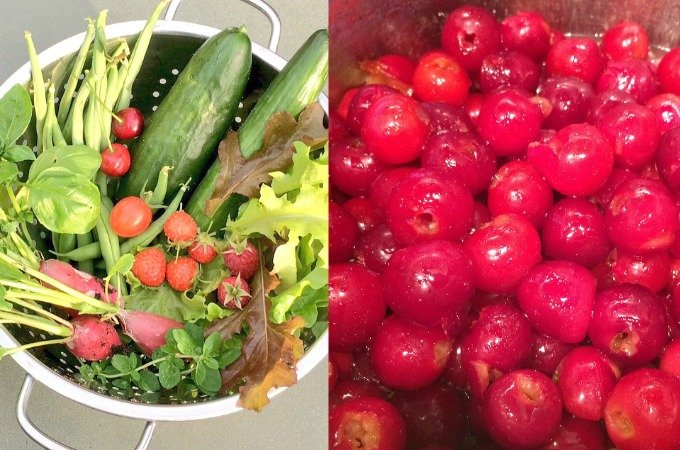 Golightly Gardens my kitchen garden diary July 2017 grow your own