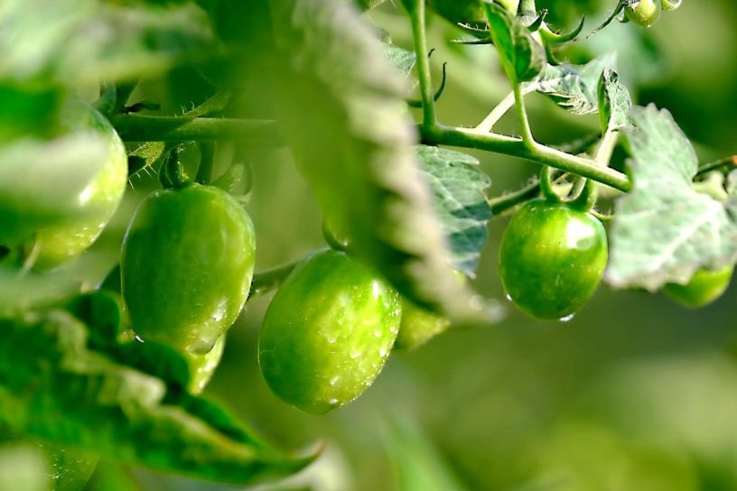 Unripe green baby plum tomatoes in the July rain