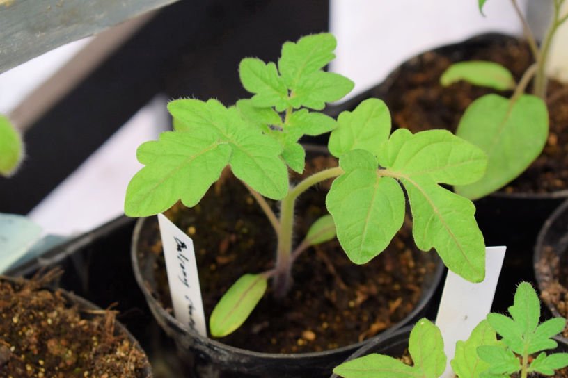 hardening off a tomato seedling outside in the daytime