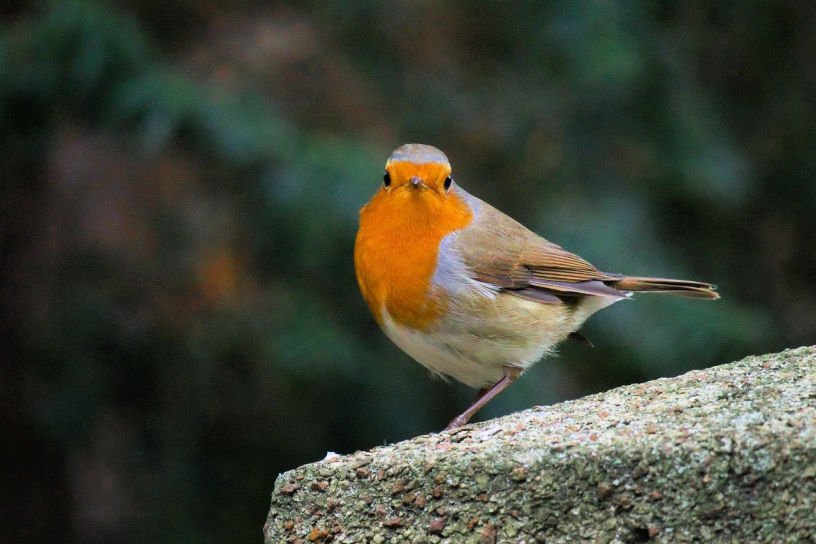 What to sow and do in a January kitchen garden or allotment uk