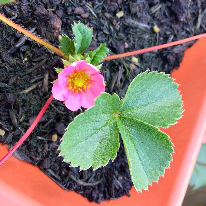 Kitchen garden allotment August 2017 Strawberry Just Add Cream pink flowers Golightly Gardens by Penny Golightly