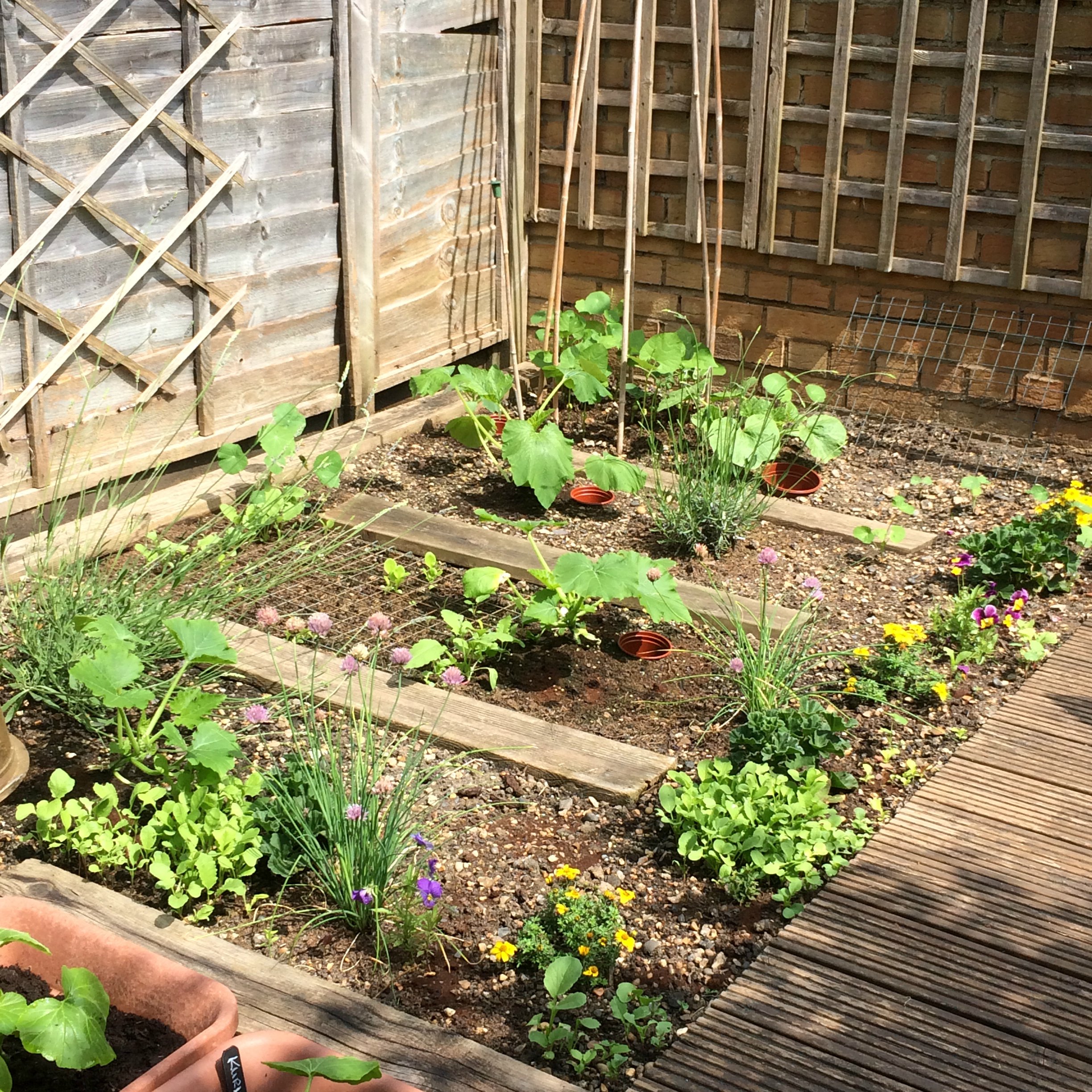 kitchen garden early June 2018 at Golightly Gardens square