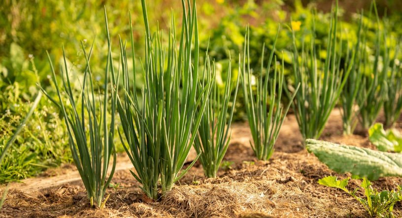 kitchen garden planting out Japanese onions September