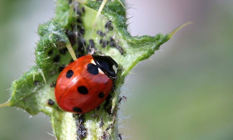 Ladybird eating aphids blackfly for pest control in July kitchen garden