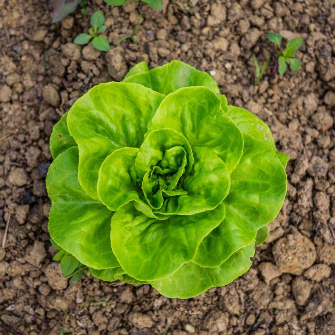 lettuce growing in the soil with a few weeds