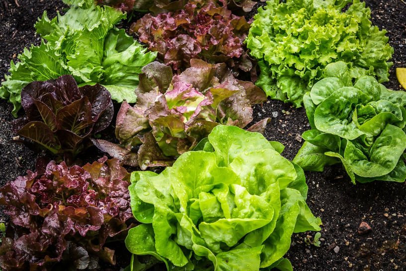 Lettuces ready to pick in the July kitchen garden