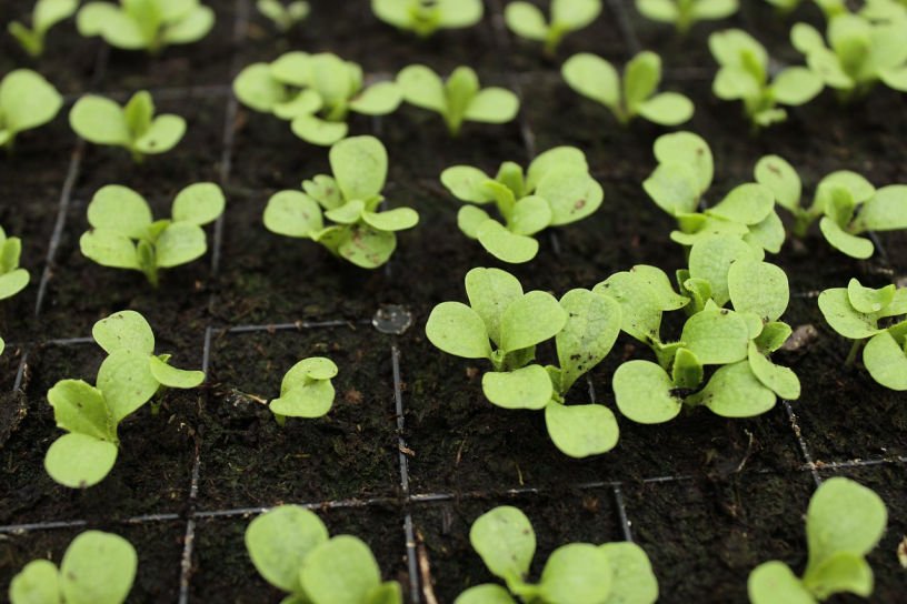 march kitchen garden allotment seedlings