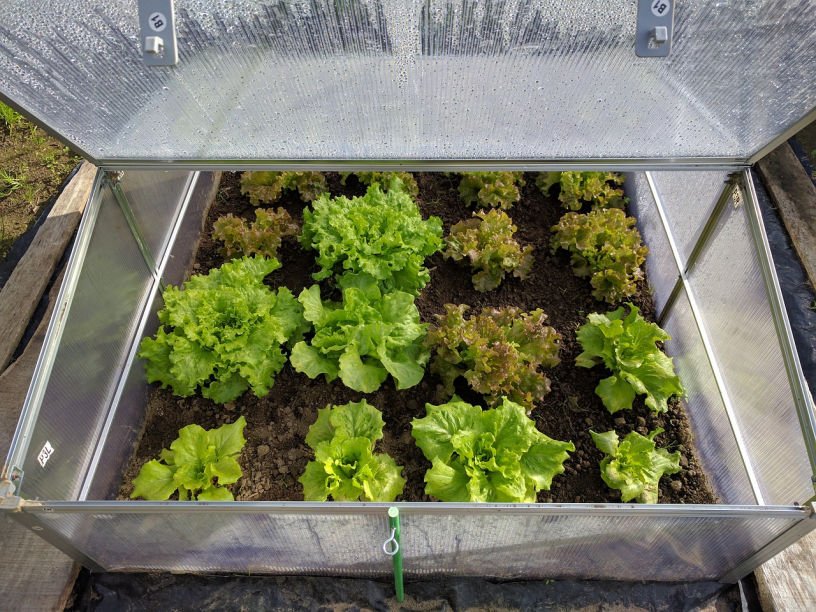 May kitchen garden spring lettuce in coldframe