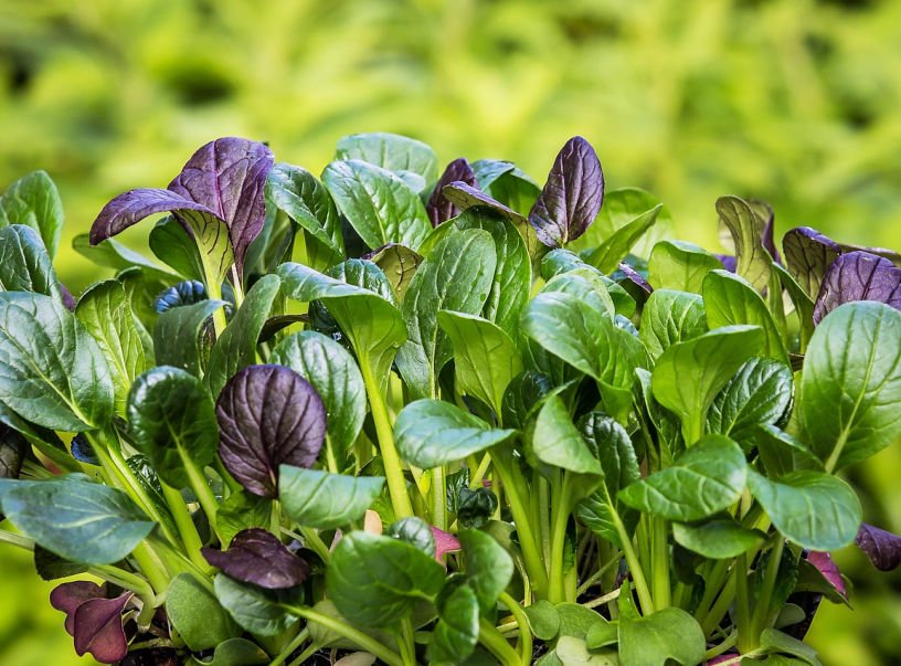 mixed oriental leaves pak choi and mustards seeds to sow in August UK