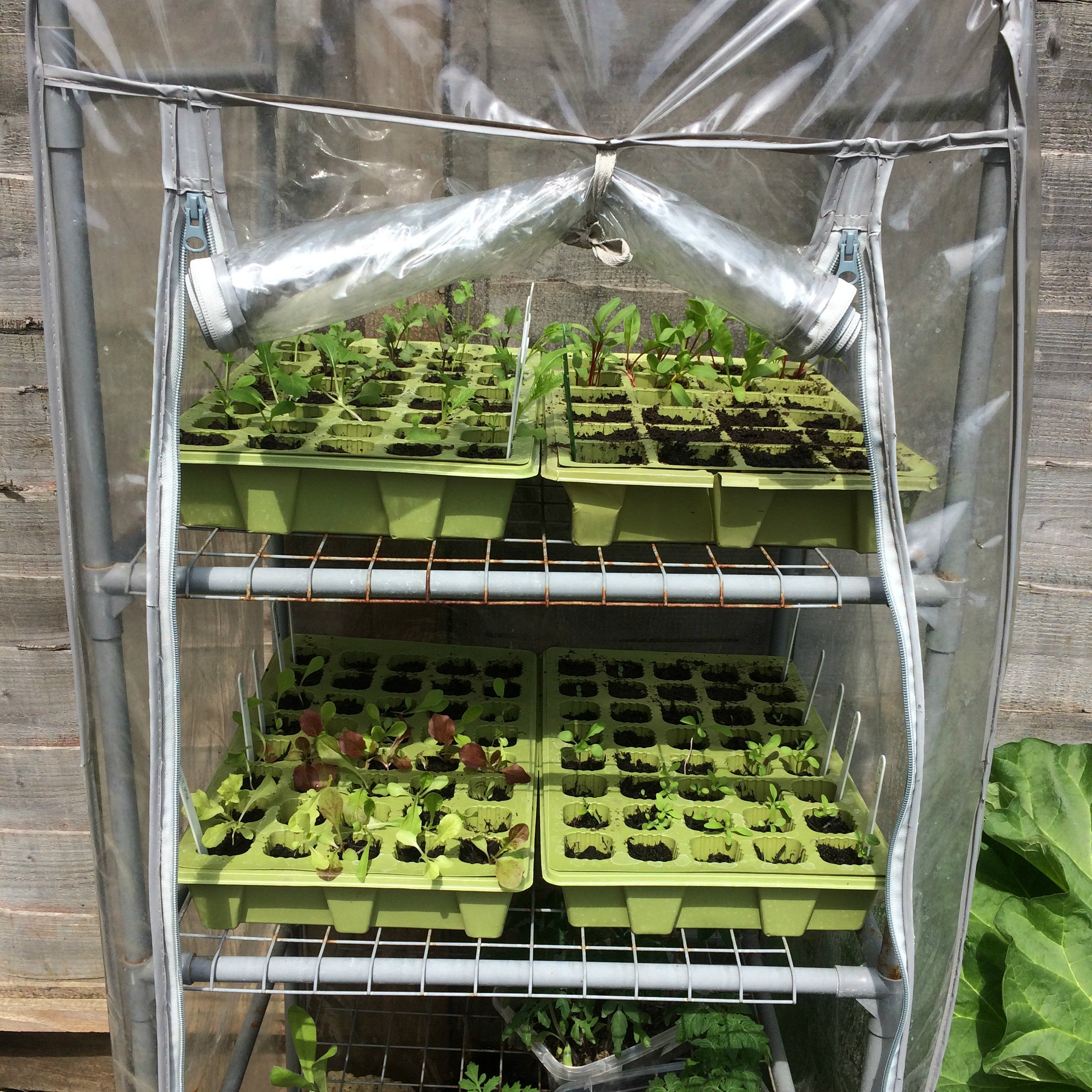 Modular sowing for a kitchen garden or allotment in a mini greenhouse June 2018