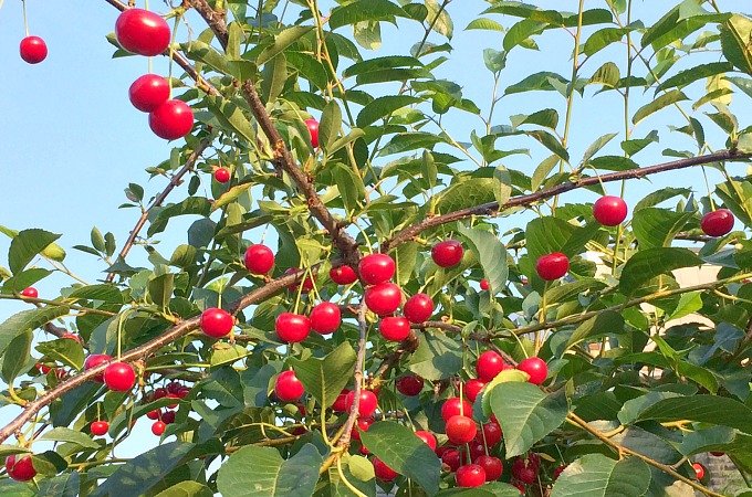 My June kitchen garden diary Penny Golightly 2