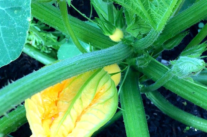 My kitchen garden diary June Penny Golightly Summer Ball Pumpkin courgette
