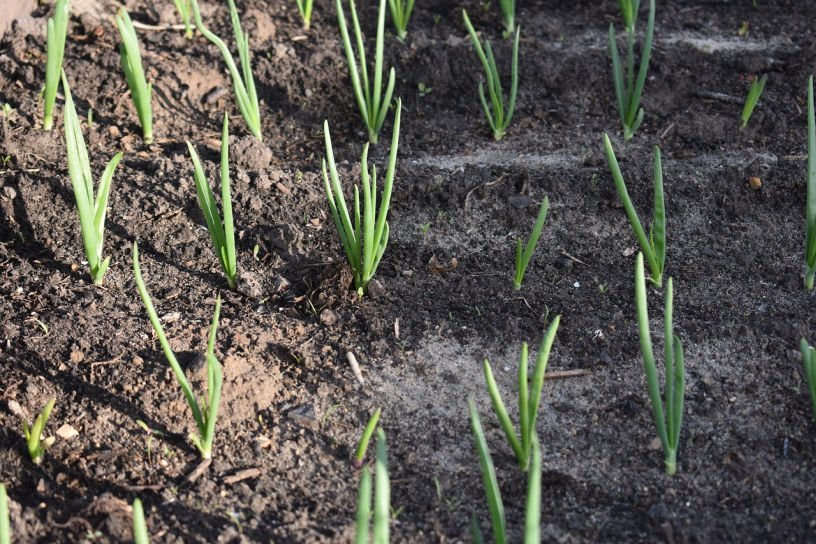 onions growing from autumn set in late October