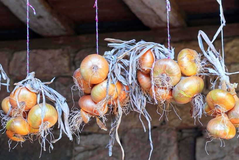 onions in storage tied with string and hung up December